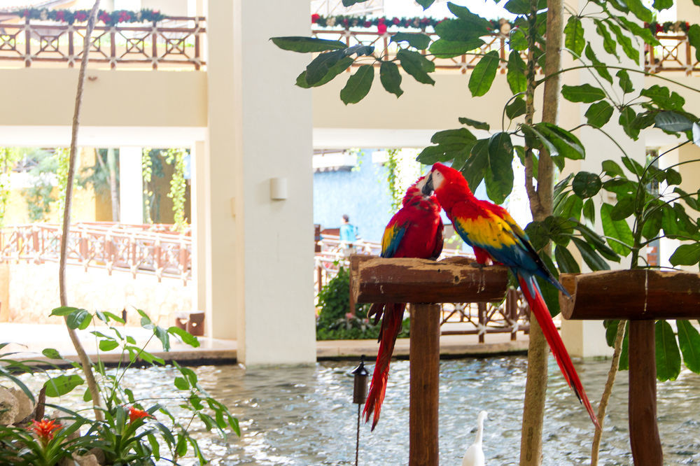 Occidental At Xcaret Destination Hotel Xcaret Park Luaran gambar Parrots at the lobby